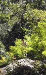 cliquez ici pour voir l'image (jungle_1335.jpg)